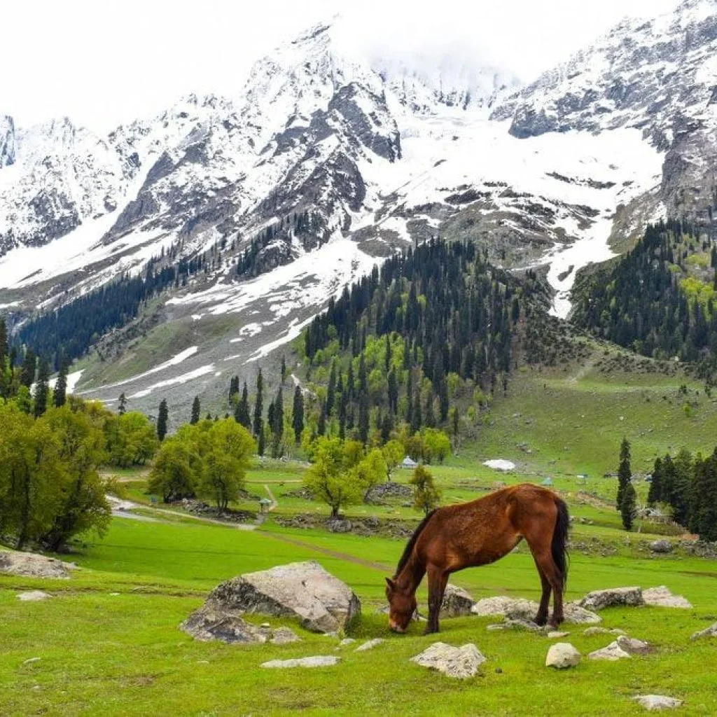 Kashmir Delight Package