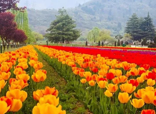 Ultimate Kashmir Package